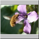 Bombylius major - Wollschweber w12.jpg